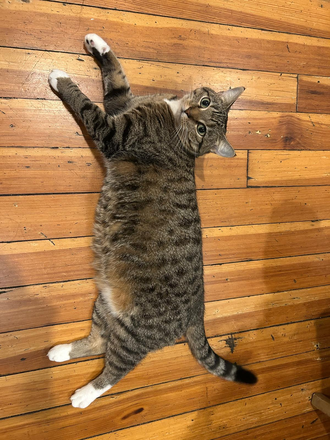 Cat - One room in a 4-bed/2-bath apartment in Cambridgeport (Close to MIT campus)