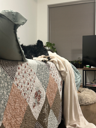 Bed - Tempo Studio Apartment (Spring 2026 Sublet)