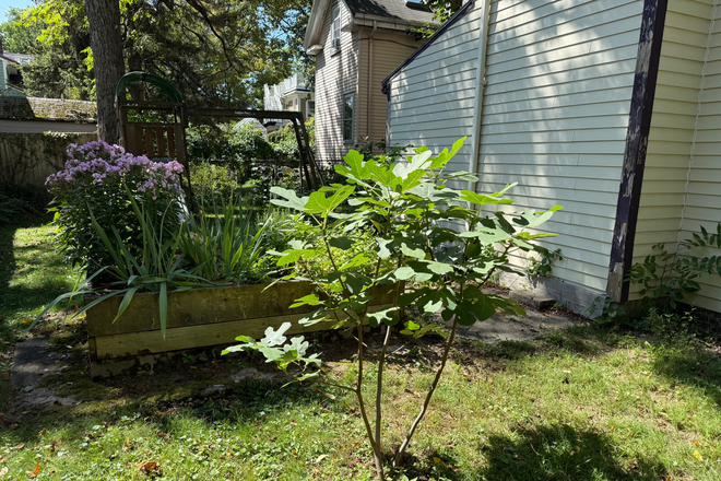 backyard - Female roommate for shared 2BR apartment in beautiful JP neighborhood