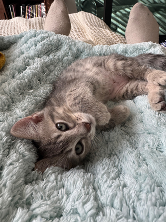 Our kitty Tellie - Cortland Brighton Bay Apartments