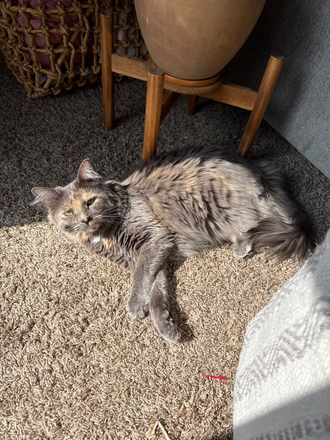My cat Fern who also lives here! - Canyon Crest Apartment 2bed2bath - roommate needed