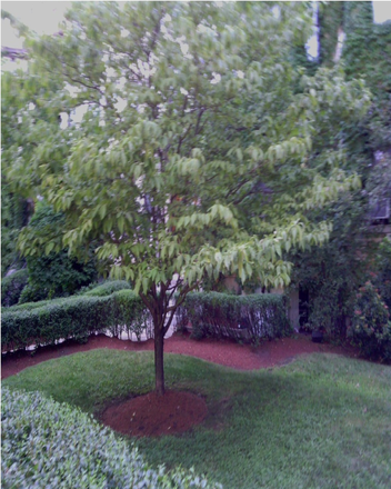 Outside Street view 2 - Beautiful 1BR at 1872 Commonwealth Apt 7 – Steps to Green Line & Reservoir