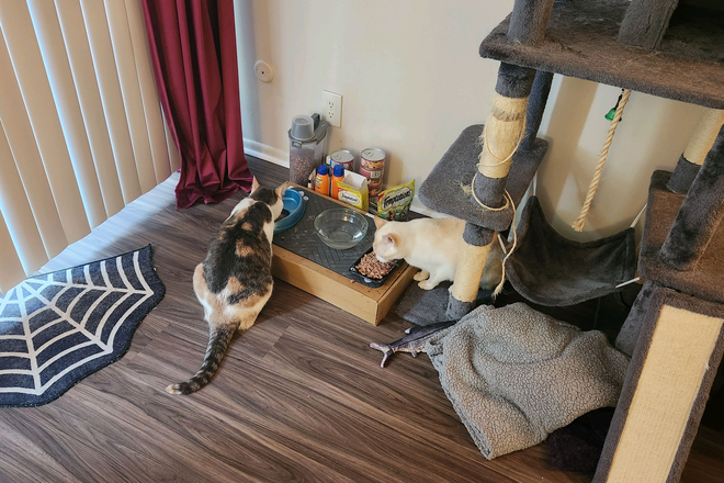 Living room with kitties - Spare bedroom available in University Heights near Brown Townhome