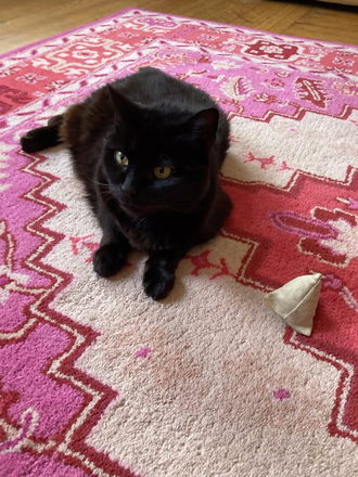 Raisin (Roommate's Cat) - Brookline Coolidge Corner Apartment