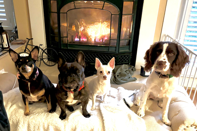 Chachi, Teddy, Mishka and Grand dog, Lupa - 🏥 ⚖️ Twin XL Room for 2 Nursing, Law, or Serious Grad Students – Inner Richmond