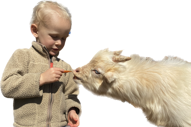 The GOAT ate my Fotos of 65 Pearl St. Stay tuned please ! - Large 3 Bedroom Apartment in The Holyoke Highlands