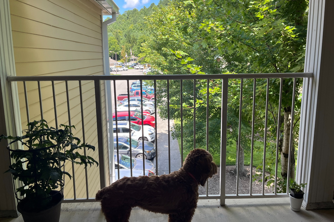 View from balcony - University Highlands, 2 Bedroom Apartment, 7min to campus